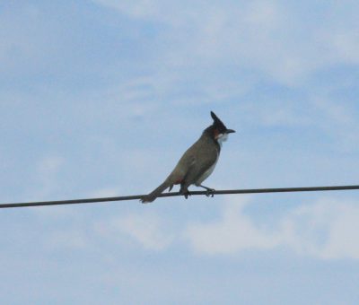 Picture of aBlack-crested Bulbul perched on a wire in Lucknow