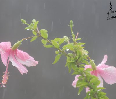 Pic of Hibiscus flower soaked in rain. Courtesy: LucknowPulse.com the Lucknow blog.