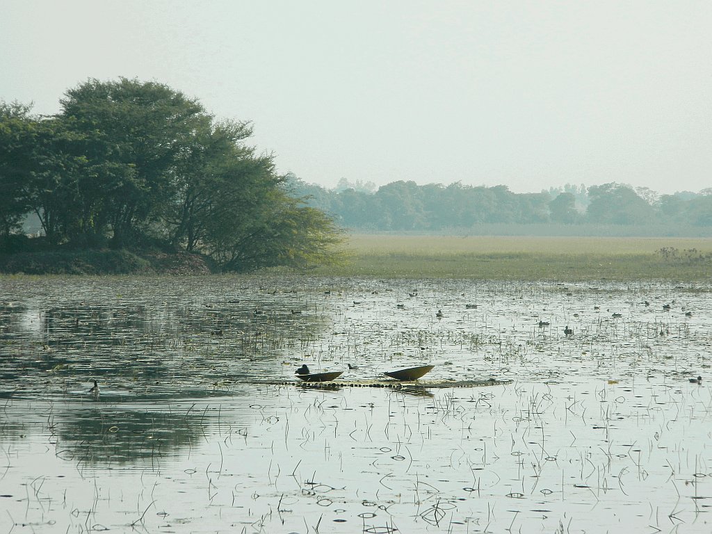 Nawabganj Bird Sanctuary- Lucknow